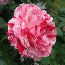 rosa scentimental